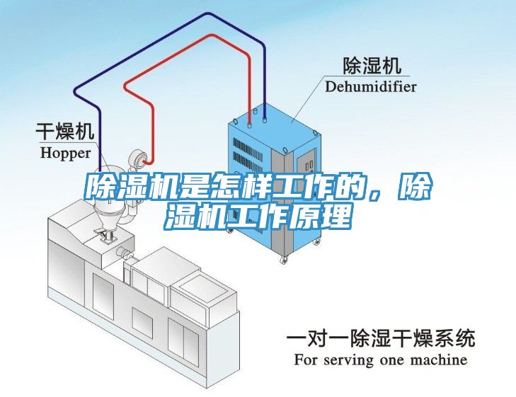 蘑菇视频网站是怎樣工作的，蘑菇视频网站工作原理